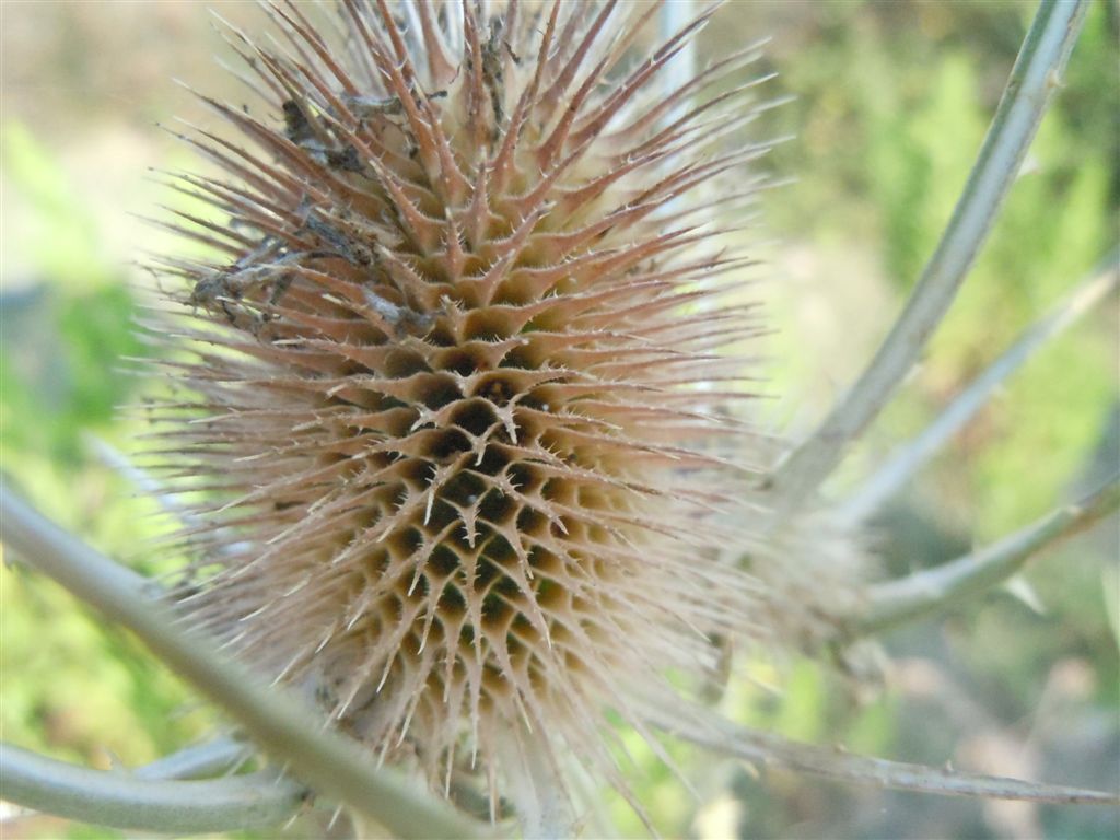 Dipsacus fullonum